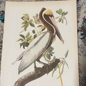 Pelican audobon vintage  Art Print